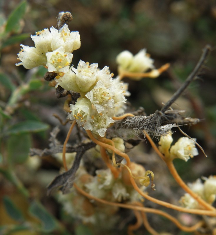 Изображение особи Cuscuta campestris.