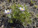 Pulsatilla multifida