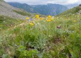 Anthemis sosnovskyana