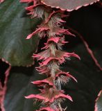 Acalypha wilkesiana