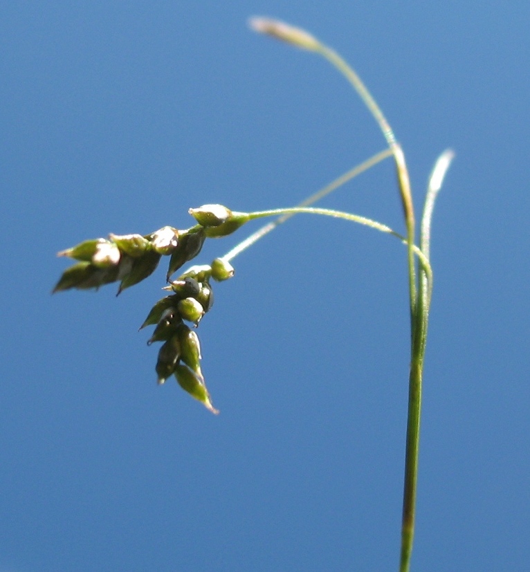 Image of Carex capillaris specimen.