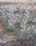 Astragalus alopecias