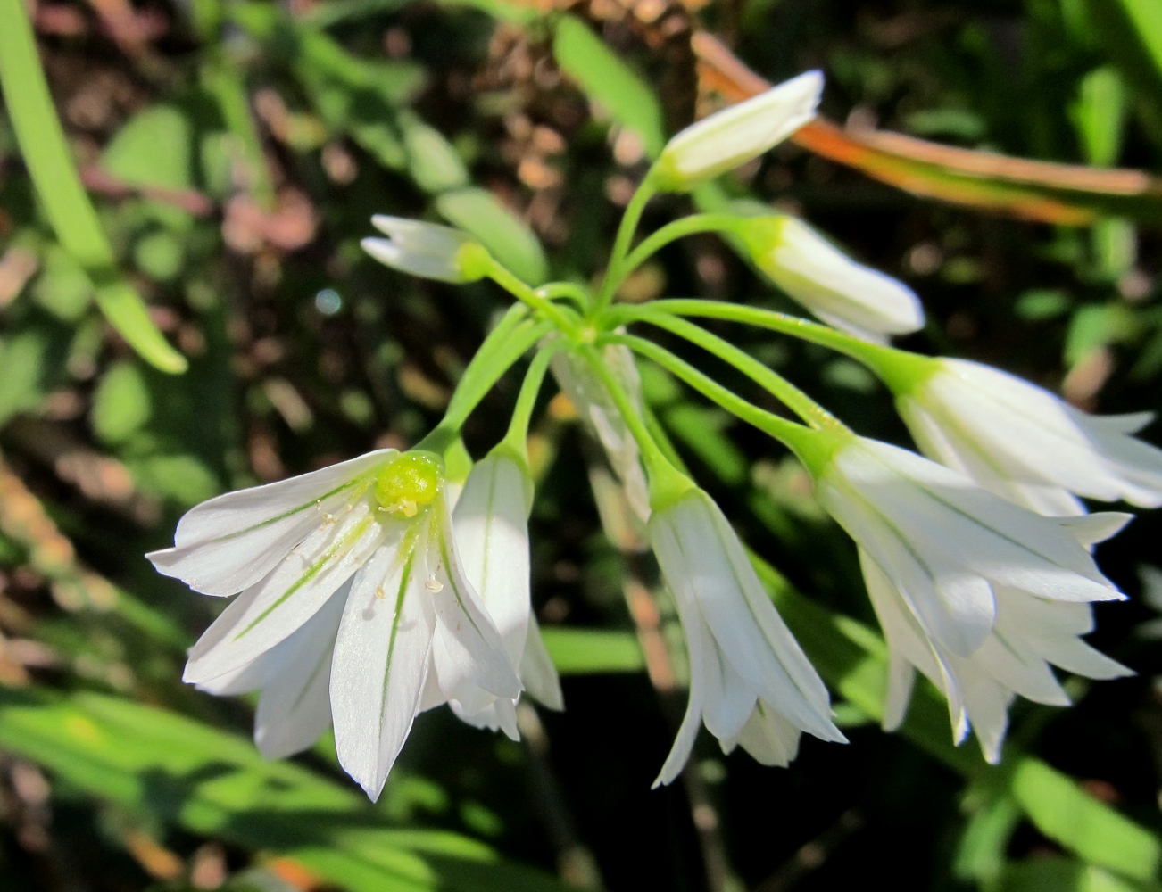 Изображение особи Allium triquetrum.