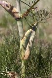 Ferula karatavica