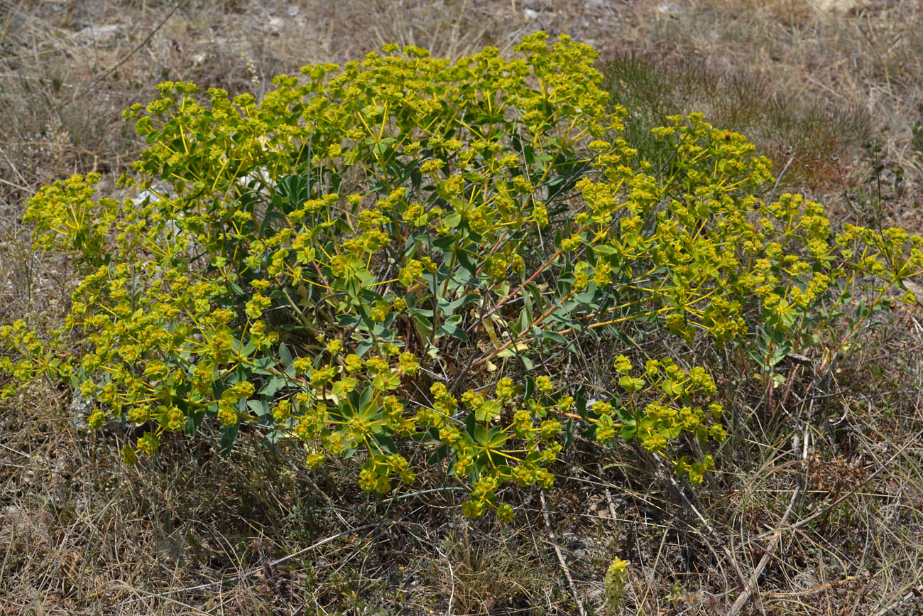 Image of Euphorbia pseudoglareosa specimen.
