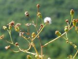 Senecio ferganensis