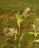 Salix caprea