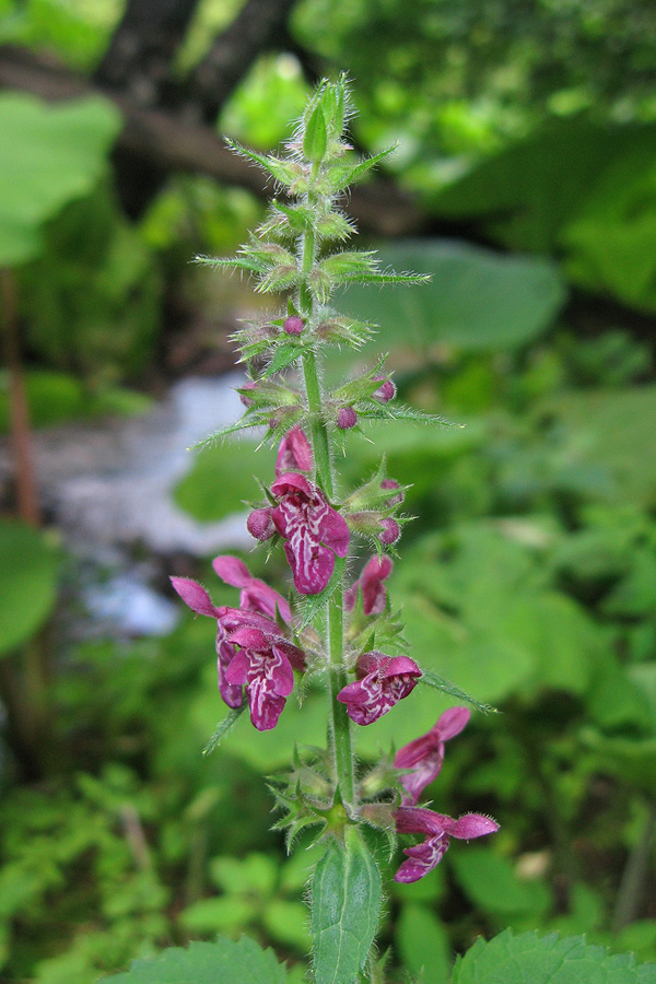 Изображение особи Stachys sylvatica.