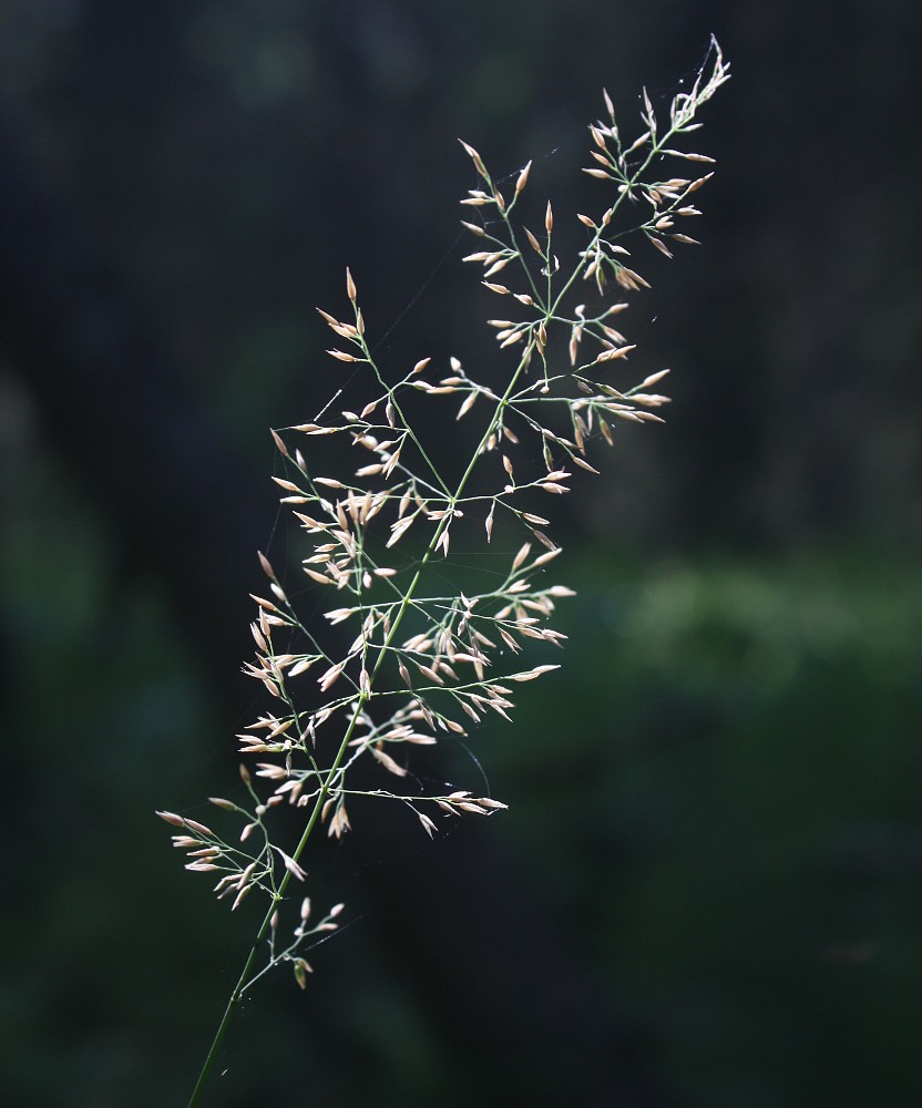 Image of Calamagrostis obtusata specimen.