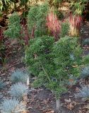 Acer palmatum. Вегетирующее растение. Германия, г. Duisburg, Ботанический сад. 20.09.2013.