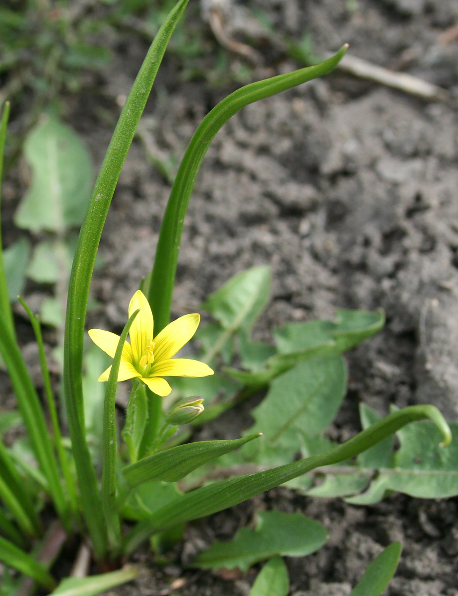 Изображение особи Gagea granulosa.