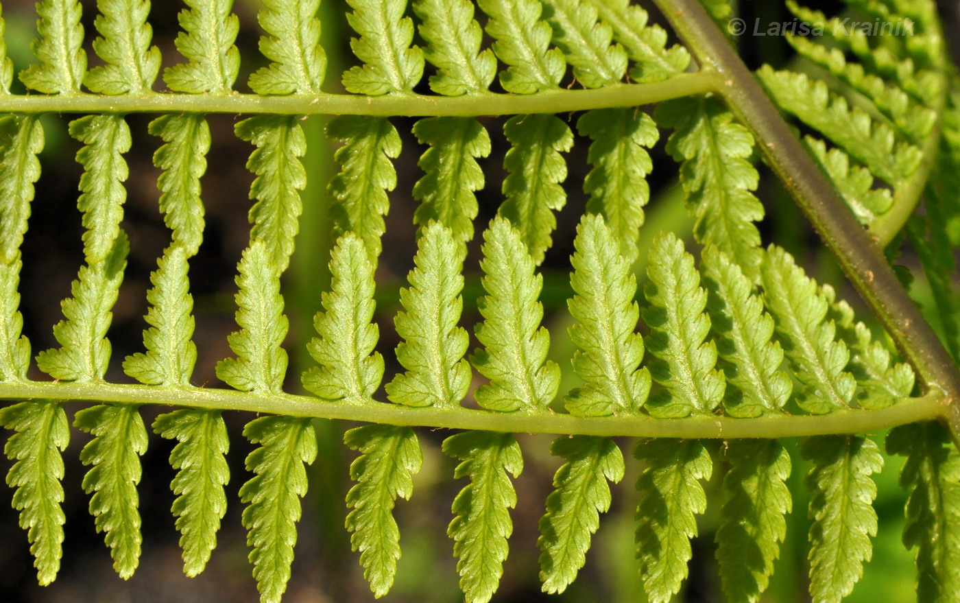 Изображение особи род Athyrium.