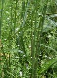 Stellaria crassifolia