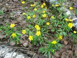 Ranunculus monophyllus