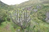 род Austrocylindropuntia. Вегетирующее растение. Перу, Анды, археологический памятник Тамбомачай, долина небольшого ручья. 14 марта 2014 г.