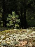 Pinus sylvestris. Угнетённая особь подроста на опушке елового леса. Калужская обл., ст. Думиничи. 27.08.2009.