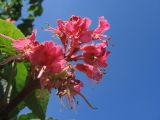 Aesculus &times; carnea