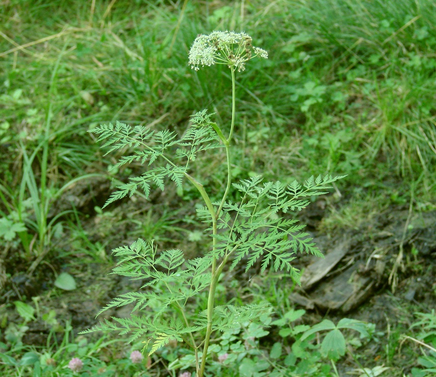 Image of Conioselinum tataricum specimen.