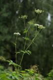 Chaerophyllum aromaticum. Верхушка цветущего растения. Калужская обл., ст. Думиничи, используемый под выпас суходольный луг. 23.08.2009.