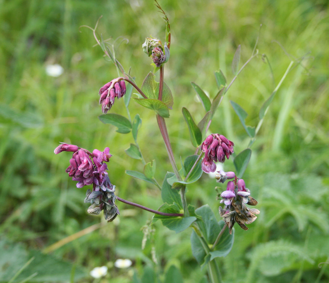 Изображение особи Lathyrus pisiformis.