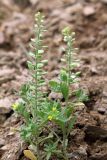 Alyssum alyssoides