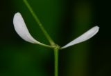 Euphorbia graminea