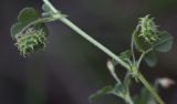 Medicago rigidula