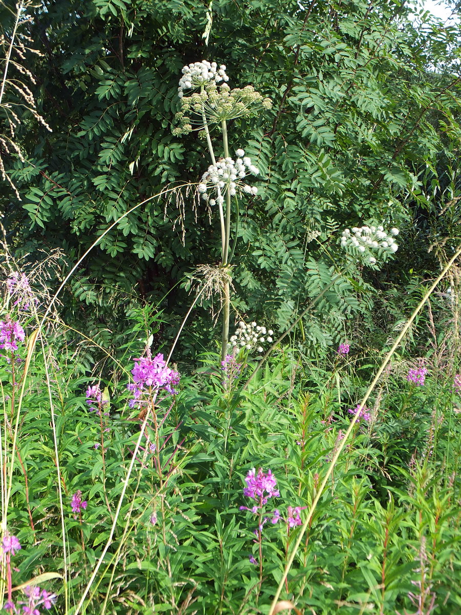 Image of Angelica sylvestris specimen.