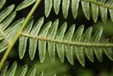 Pteridium aquilinum. Часть вайи (нижняя сторона). Республика Адыгея, Майкопский р-н, ок. 1 км севернее пос. Хамышки, южный склон горы Монах, выс. ок. 1000 м н.у.м., лиственный лес (дуб, граб, бук, осина), в зарослях рододендрона и молодого дубняка. 20.08.2016.