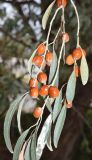 Elaeagnus angustifolia