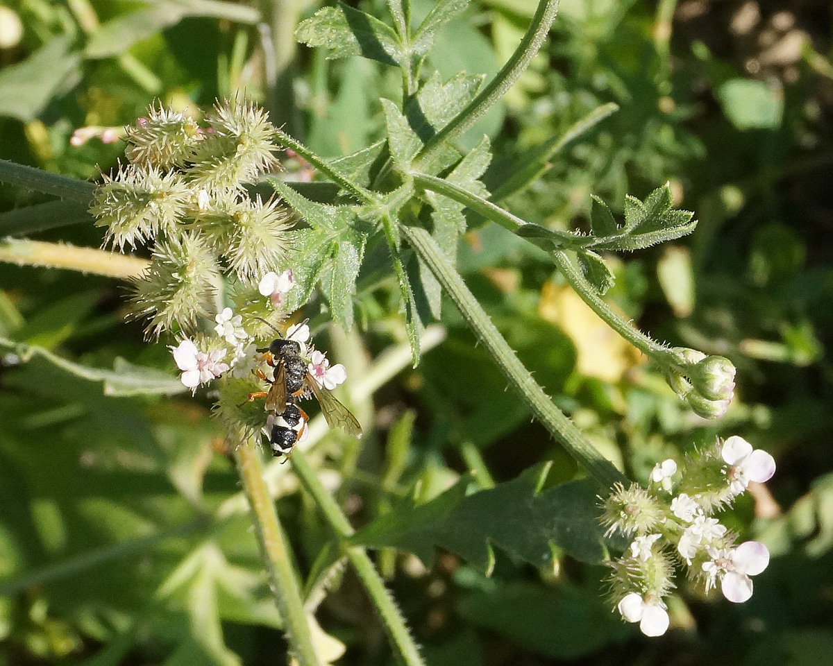 Изображение особи Turgenia latifolia.