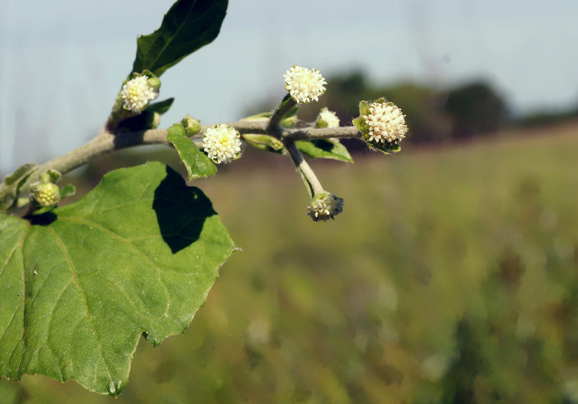 Изображение особи Adenocaulon adhaerescens.