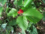 Rubus saxatilis