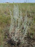 Artemisia lercheana