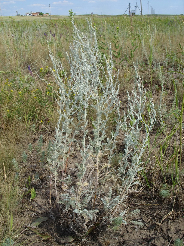 Изображение особи Artemisia lercheana.