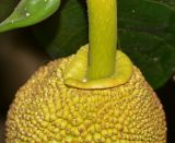 Artocarpus heterophyllus