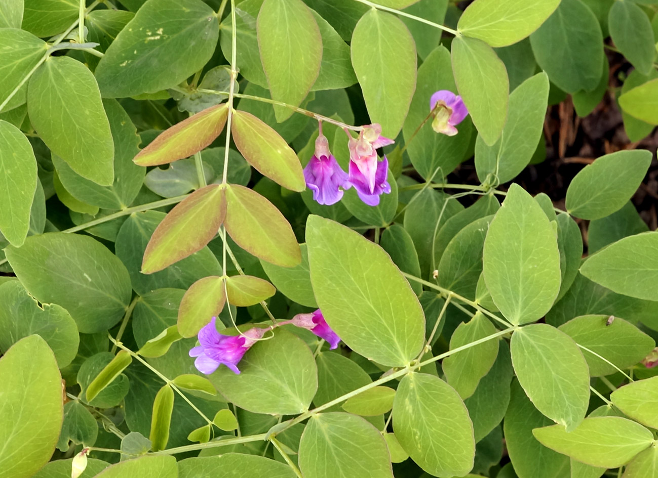 Image of Lathyrus humilis specimen.