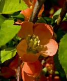 Chaenomeles japonica