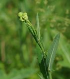 Sonchus arvensis ssp. uliginosus