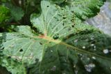 Rumex alpinus. Часть объеденного листа со щавелевым листоедом (Gastrophysa viridula). Кабардино-Балкария, Эльбрусский р-н, долина р. Терскол. 24 мая 2013 г.