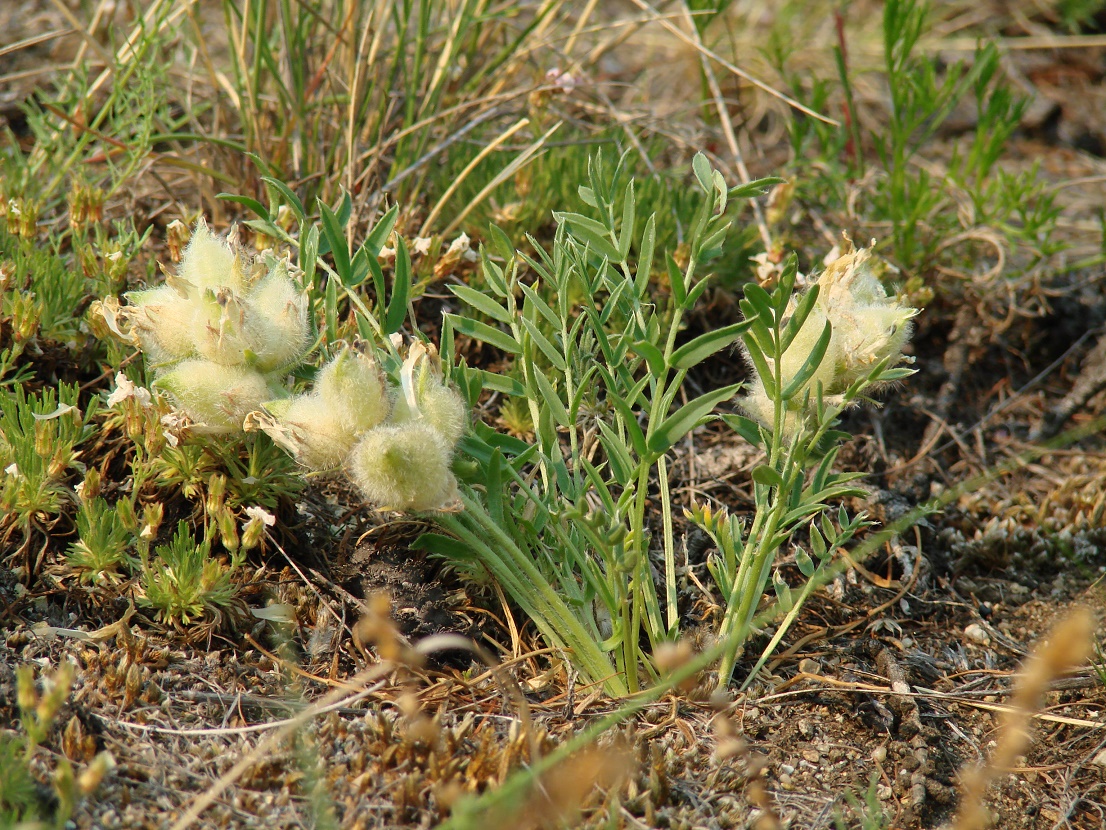 Изображение особи Oxytropis peschkovae.