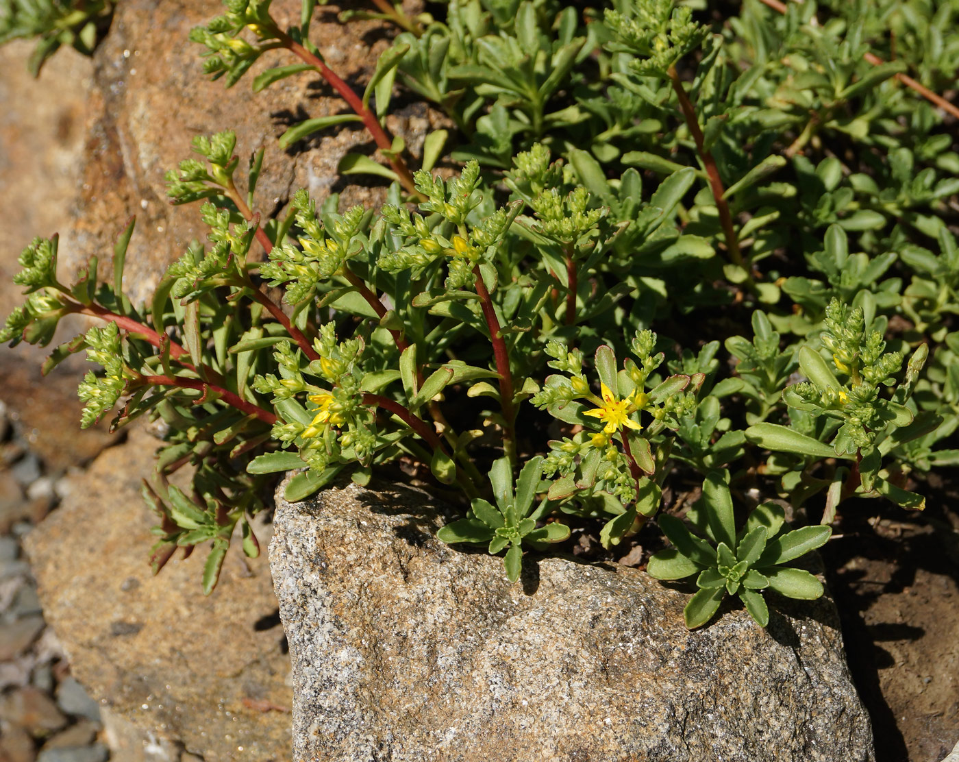 Image of Aizopsis hybrida specimen.