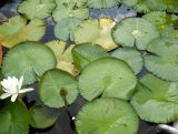 Nymphaea colorata