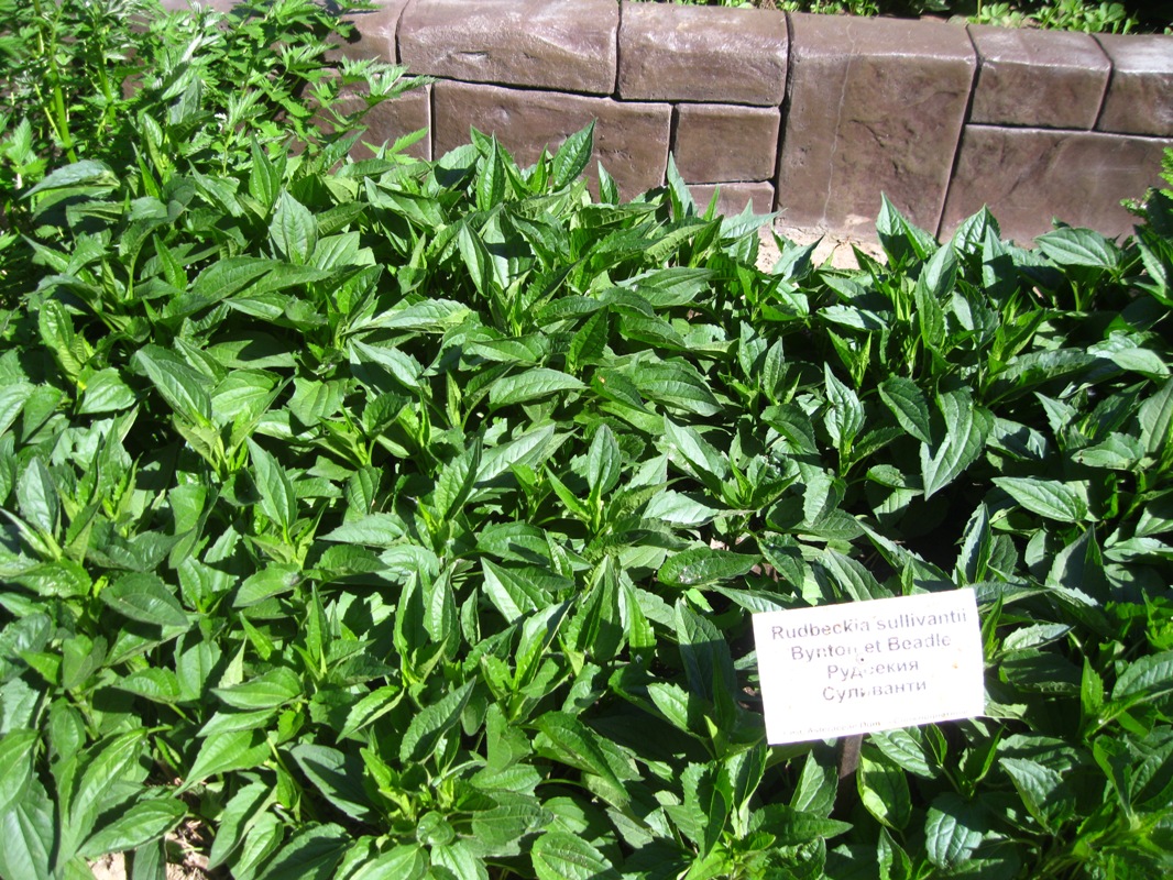 Изображение особи Rudbeckia fulgida var. sullivantii.