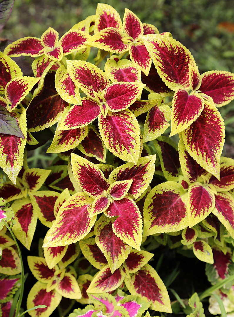 Изображение особи Coleus scutellarioides.