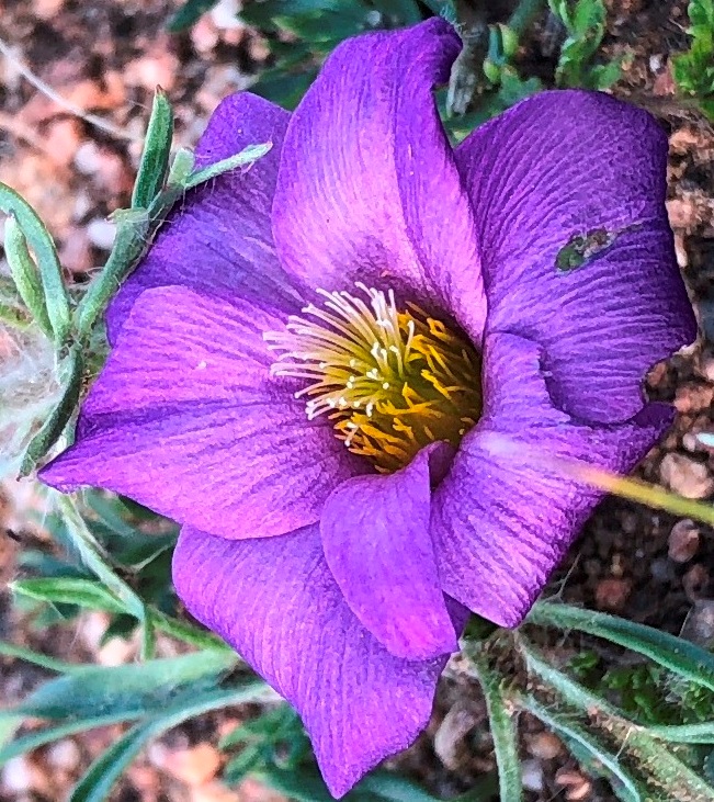 Изображение особи Pulsatilla bungeana.