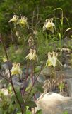 Aquilegia ganboldii