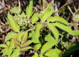 Sambucus sibirica. Верхушка побега с нераспустившимся соцветием. Якутия, Нерюнгринский р-н, пос. Чульман, на участке около частного дома. 09.06.2016.