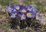 Pulsatilla patens