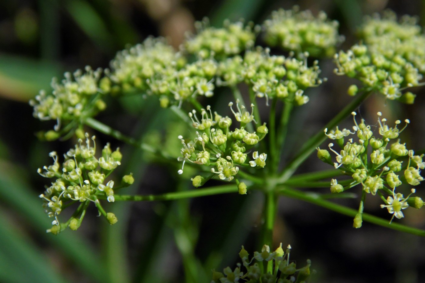 Изображение особи Petroselinum crispum.